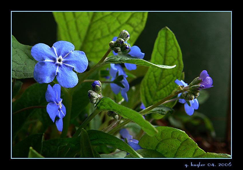 Das schönste Blau im Frühjahr