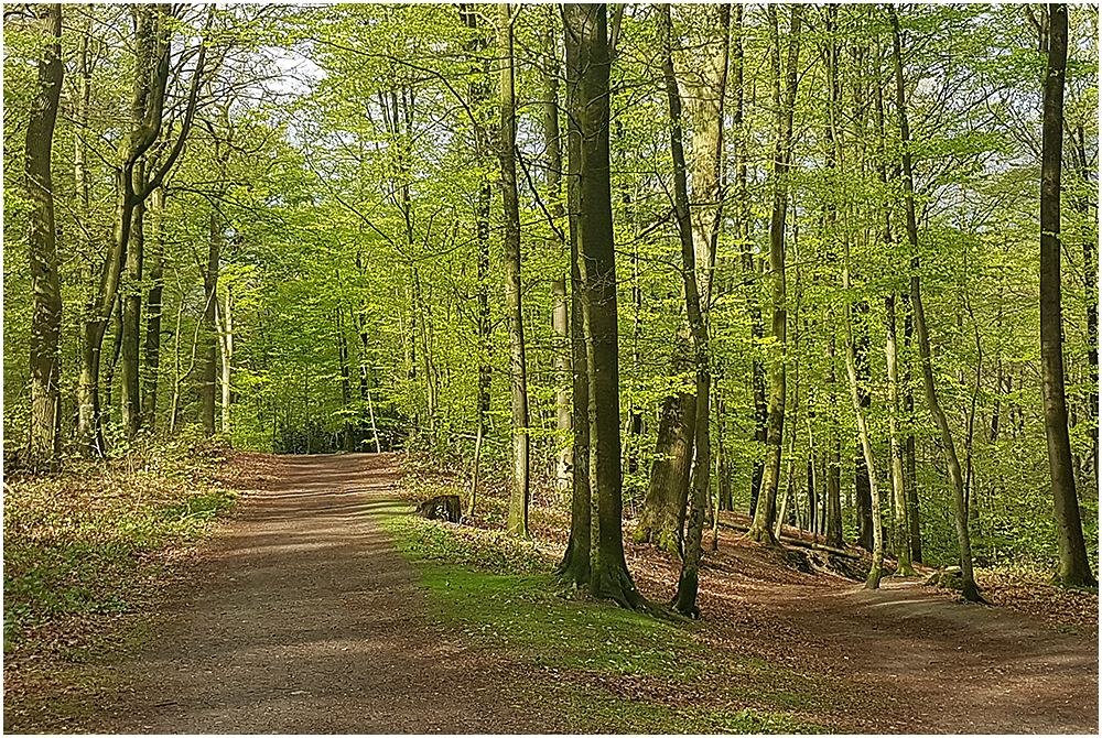 Das schönste Grün im Frühjahr . . .