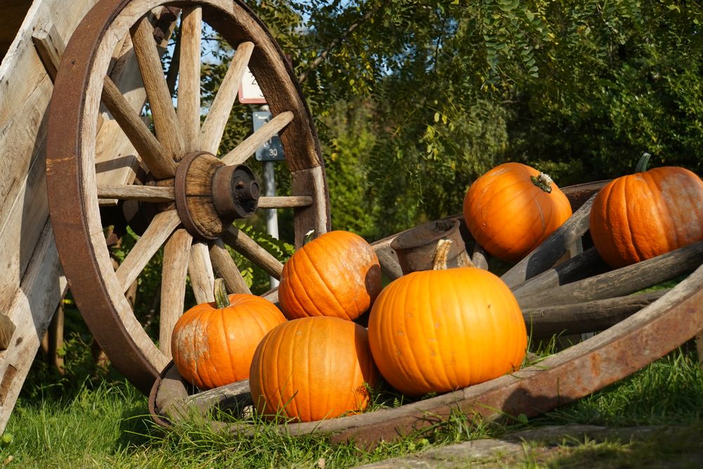 das schönste im Herbst, ist Kürbis . . . . 