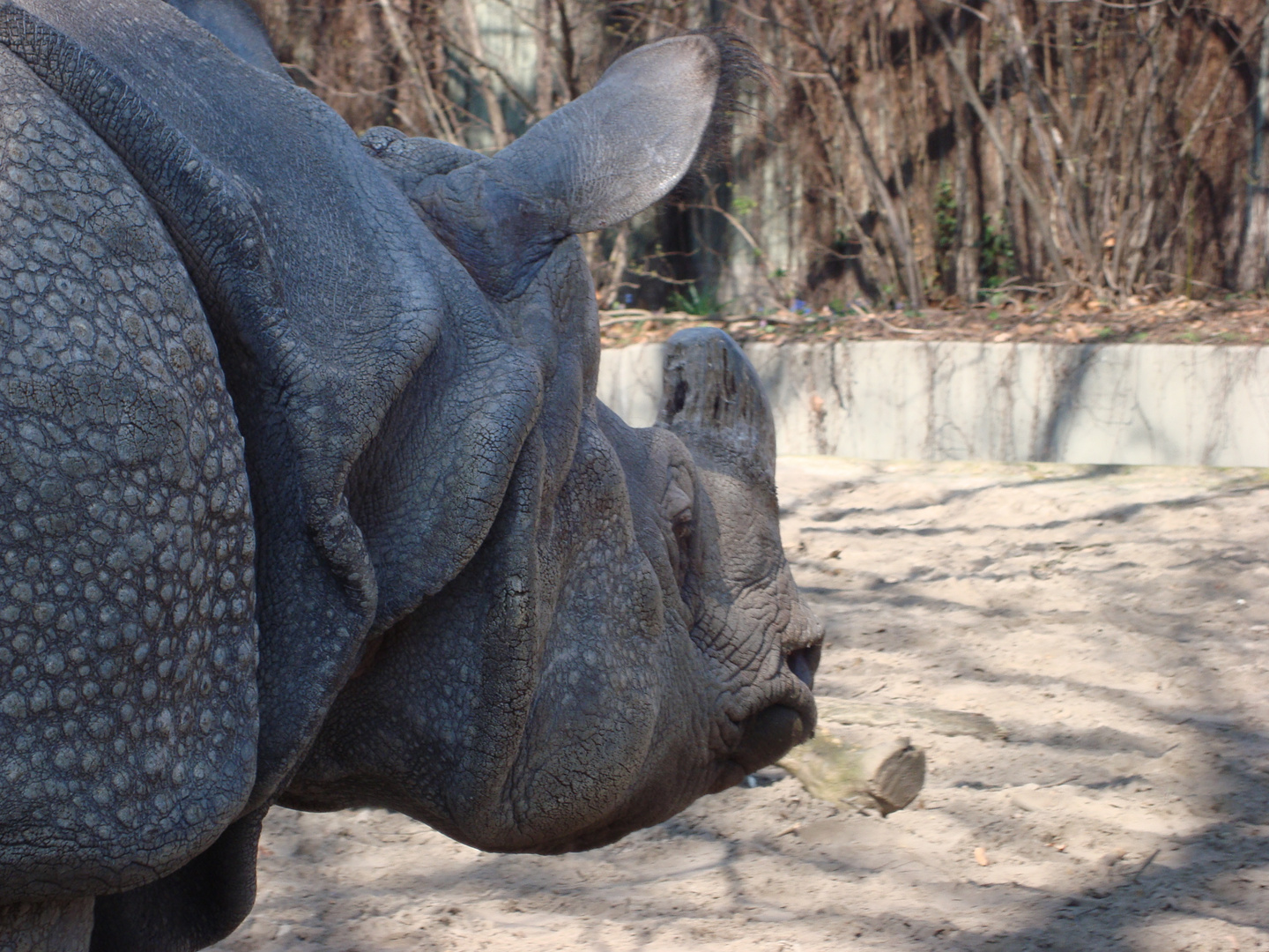 das schönste nashorn