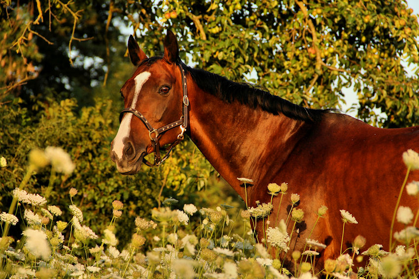 Das schönste Pferd der Welt...