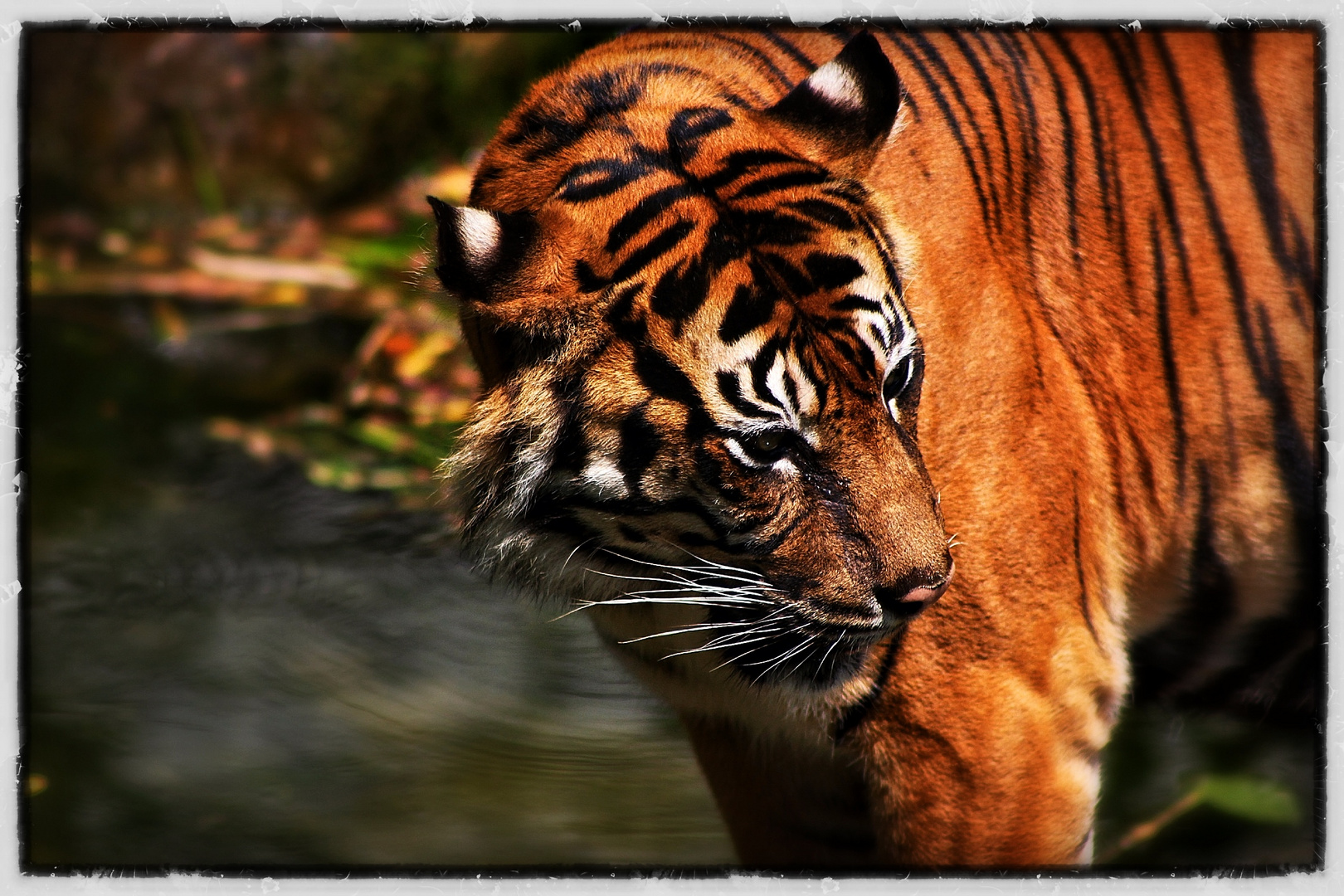 Das schönste Tier der Welt Foto &amp; Bild tiere, zoo, wildpark
