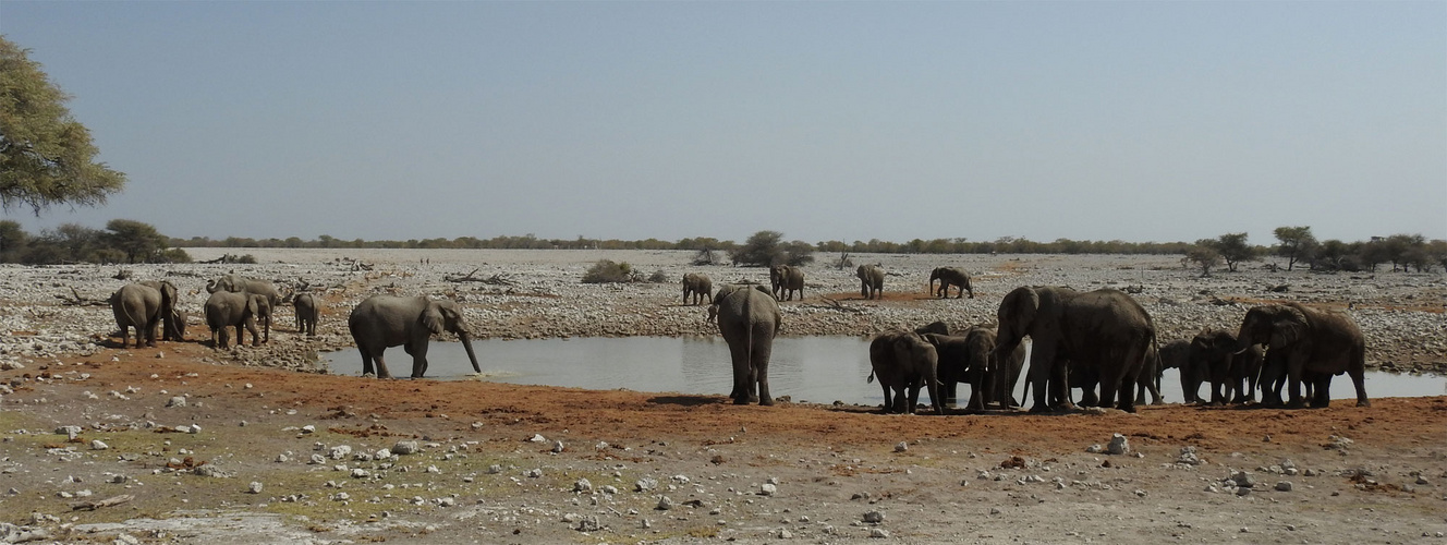 Das schönste Wasserloch in der Etosha