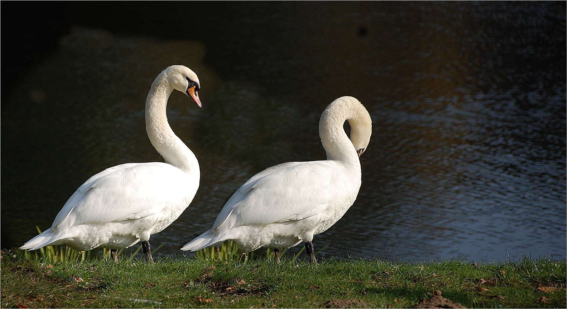 das Schwanenpaar