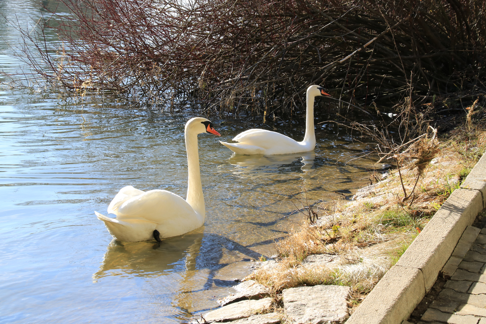 Das Schwanenpaar genießt den Frühling