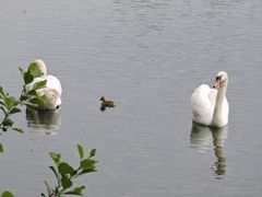 Das Schwanenpaar hat ein Gänsegössel adoptiert !