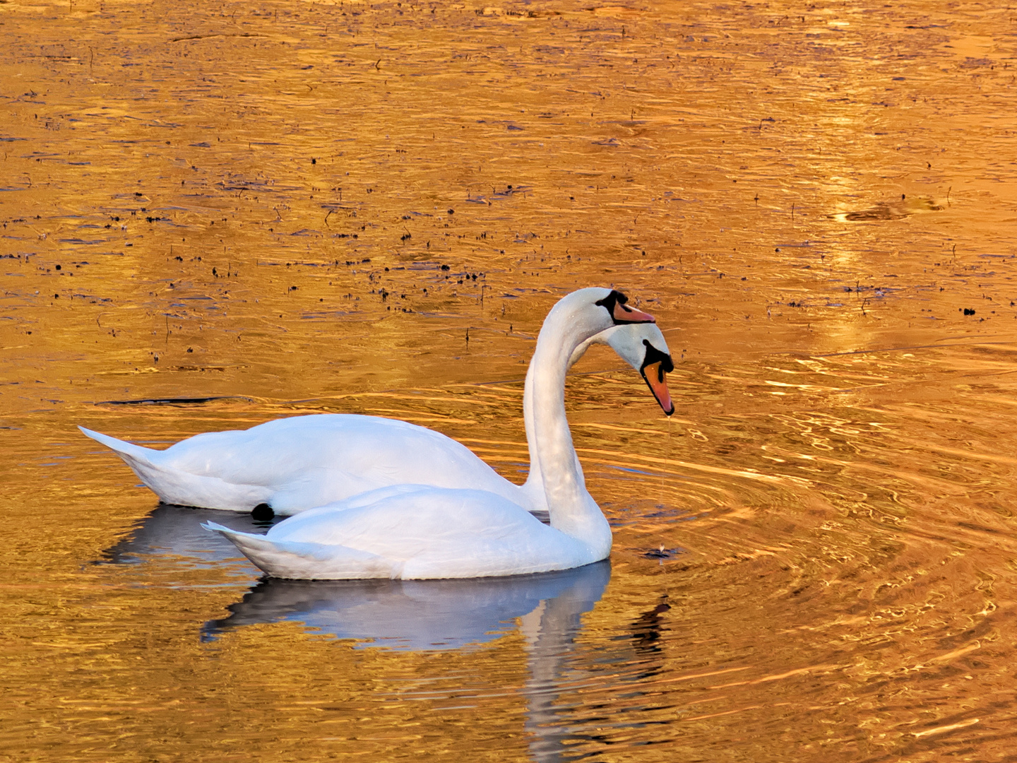 Das Schwanenpaar im goldenen Wasser