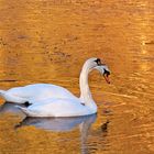 Das Schwanenpaar im goldenen Wasser