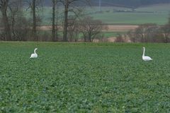 Das Schwanenpaar wartet darauf das die Seen wieder eisfrei werden .