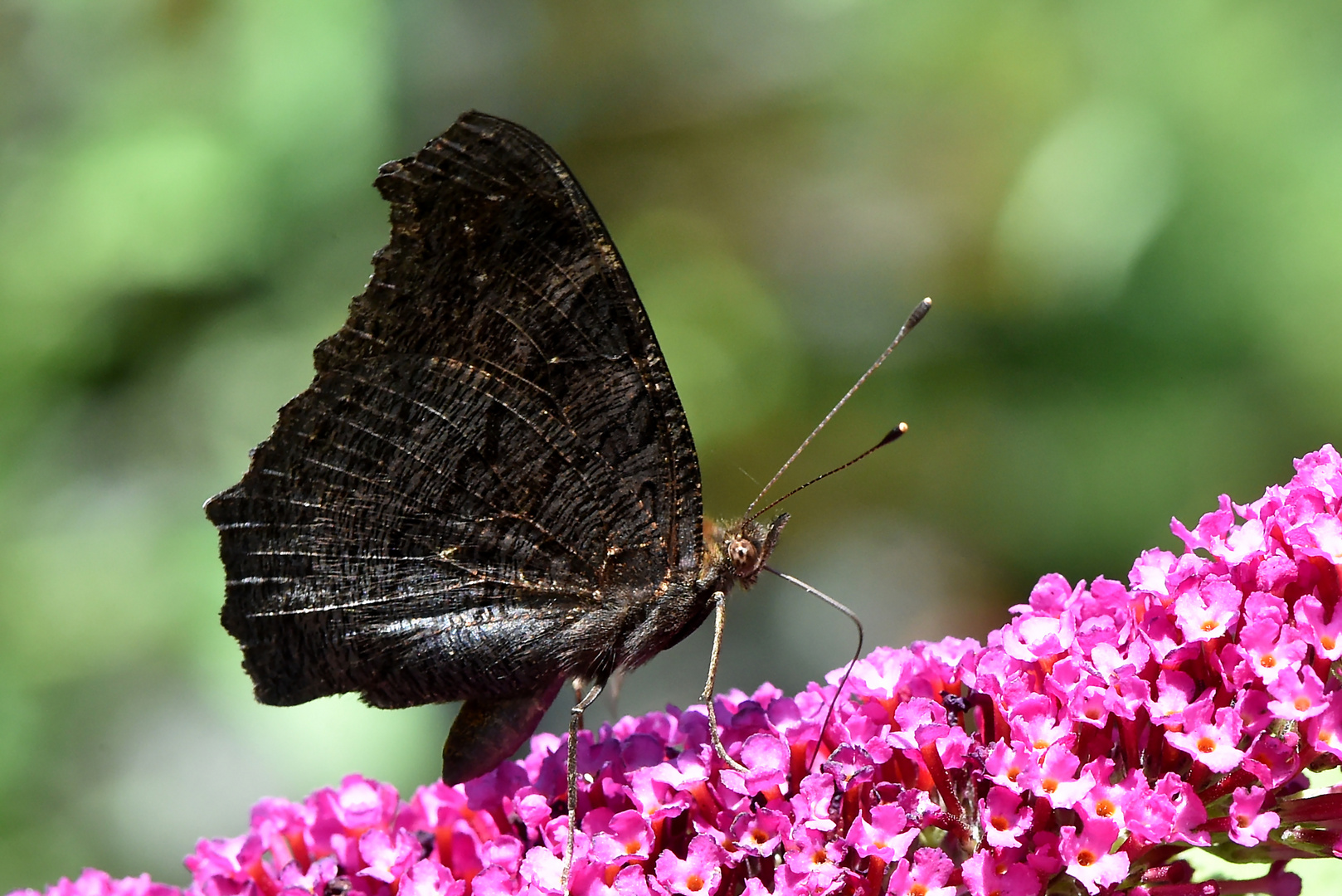 Das schwarze Blatt bewegte sich