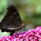 Das schwarze Blatt bewegte sich