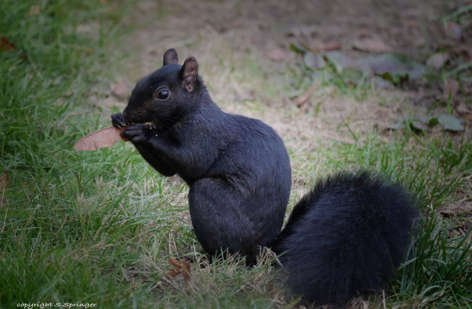 das schwarze Hörnchen....