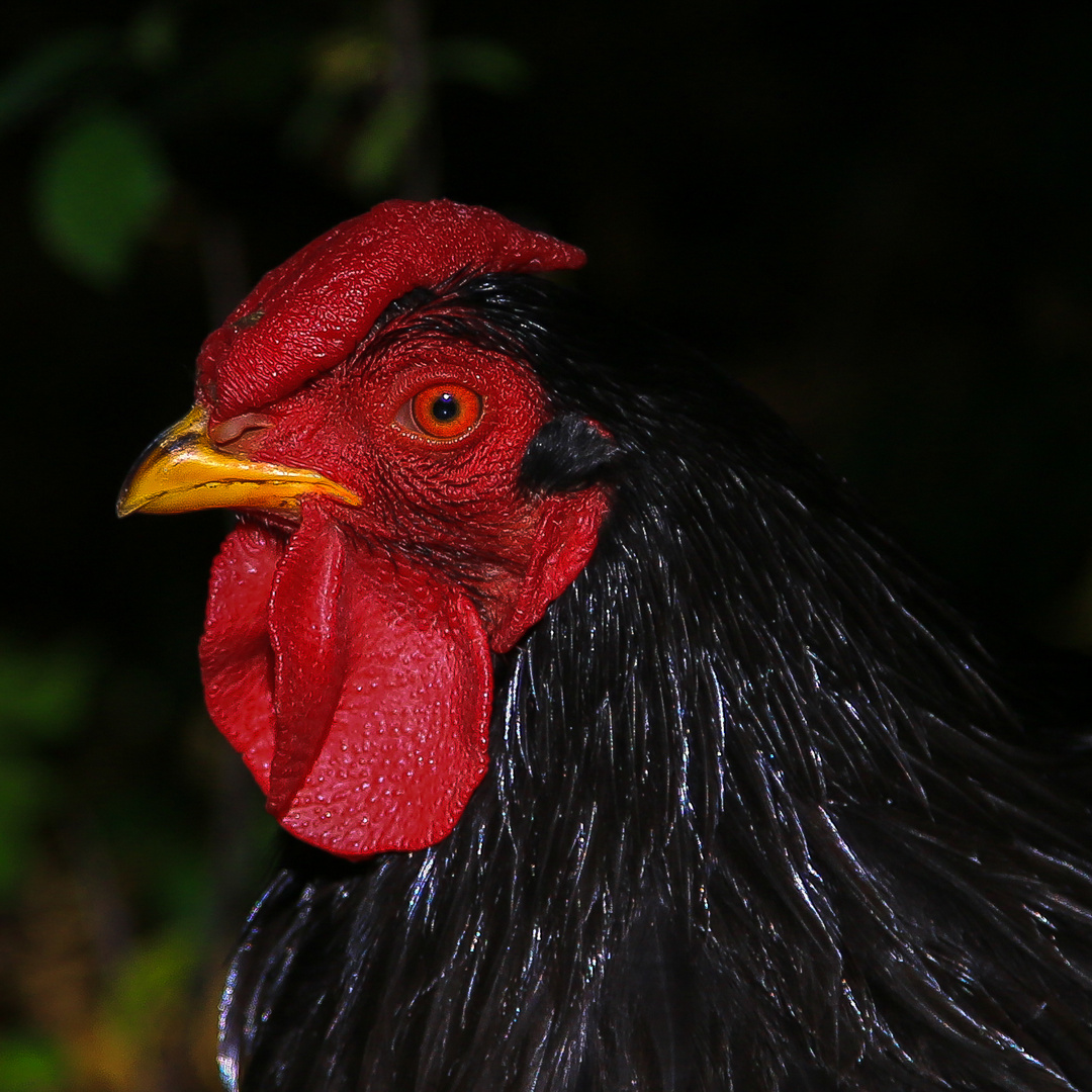 das schwarze Huhn oder: Grüße an PK S-----v