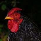 das schwarze Huhn oder: Grüße an PK S-----v