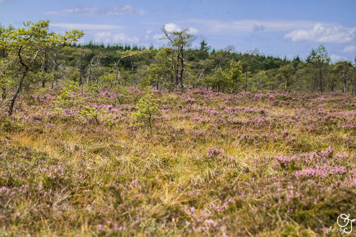 Das schwarze Moor in der Rhön