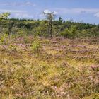 Das schwarze Moor in der Rhön