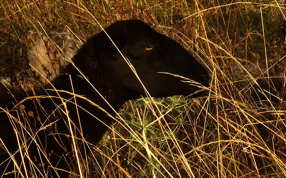 Das Schwarze Panther Schaf