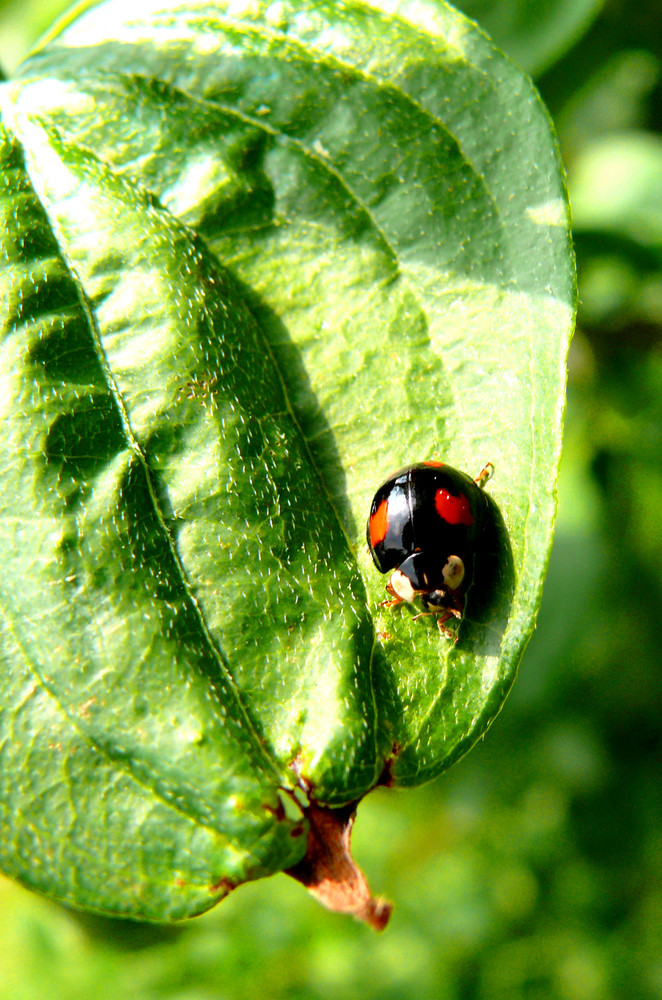 das "schwarze Schaaf"