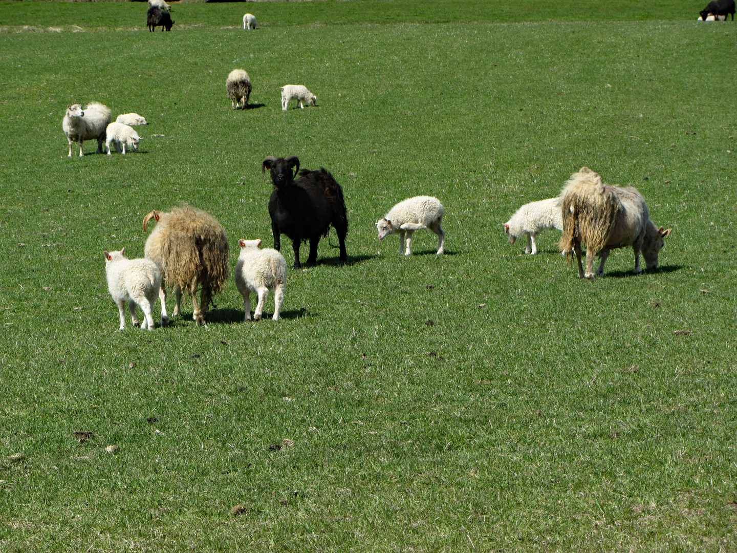 Das schwarze Schaf