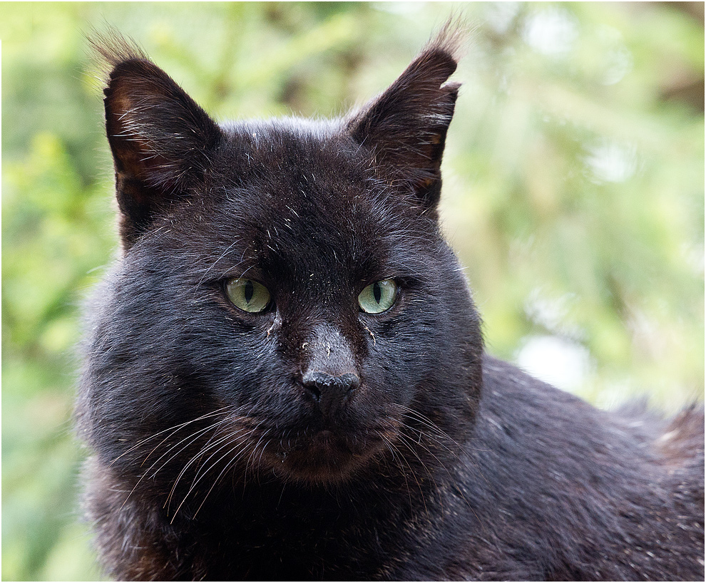 Das schwarze Schaf !