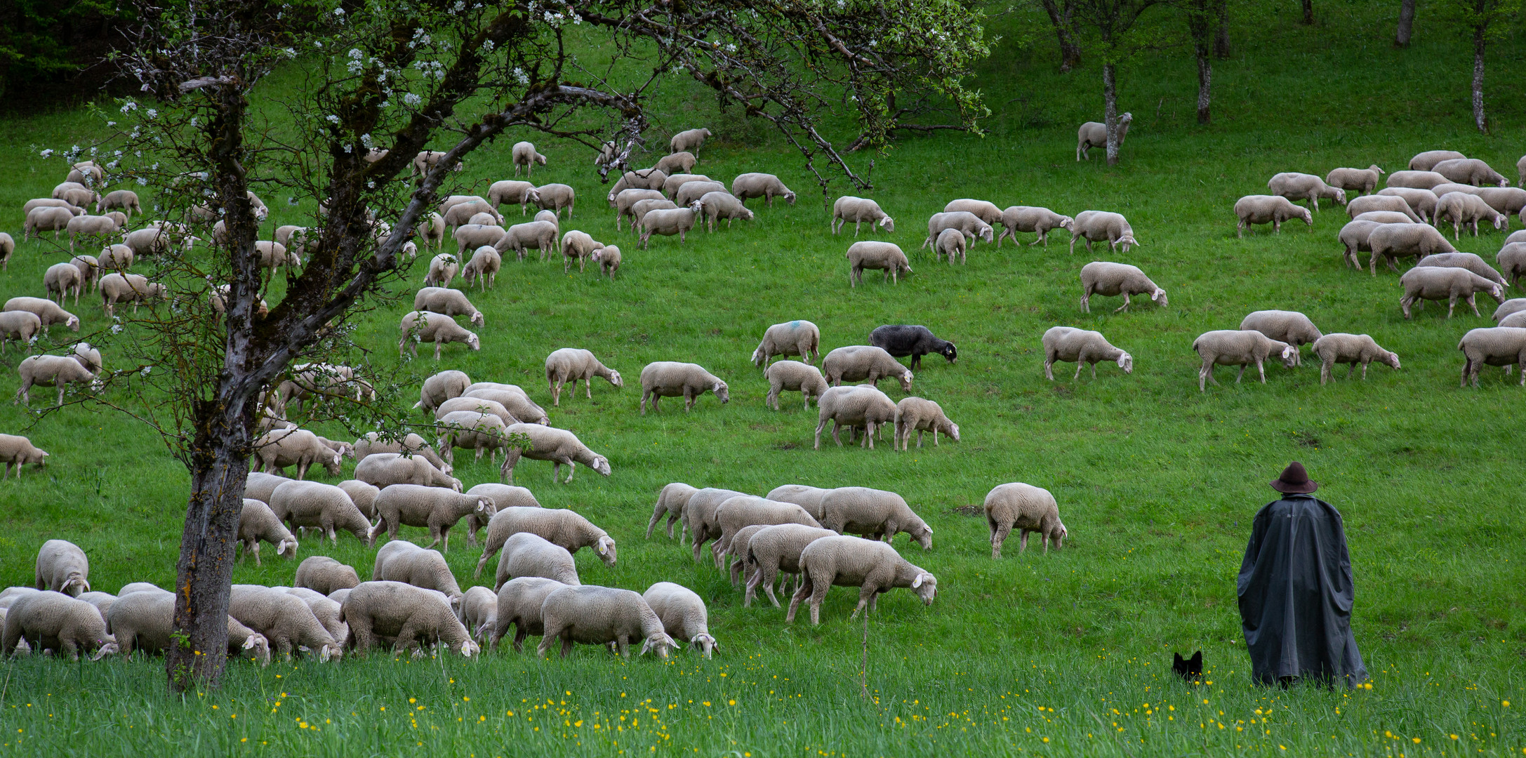 Das schwarze Schaf