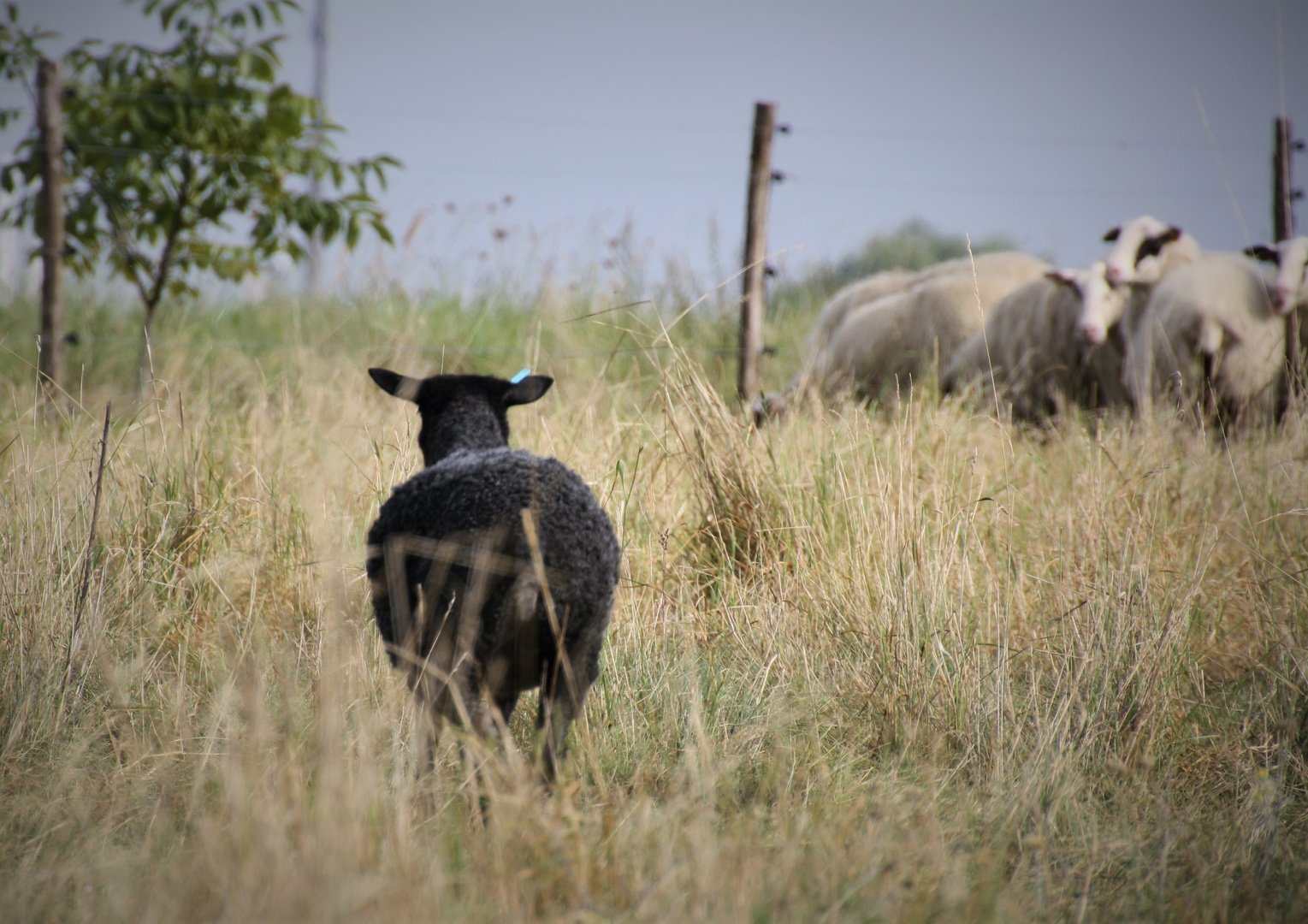 Das schwarze Schaf ..........