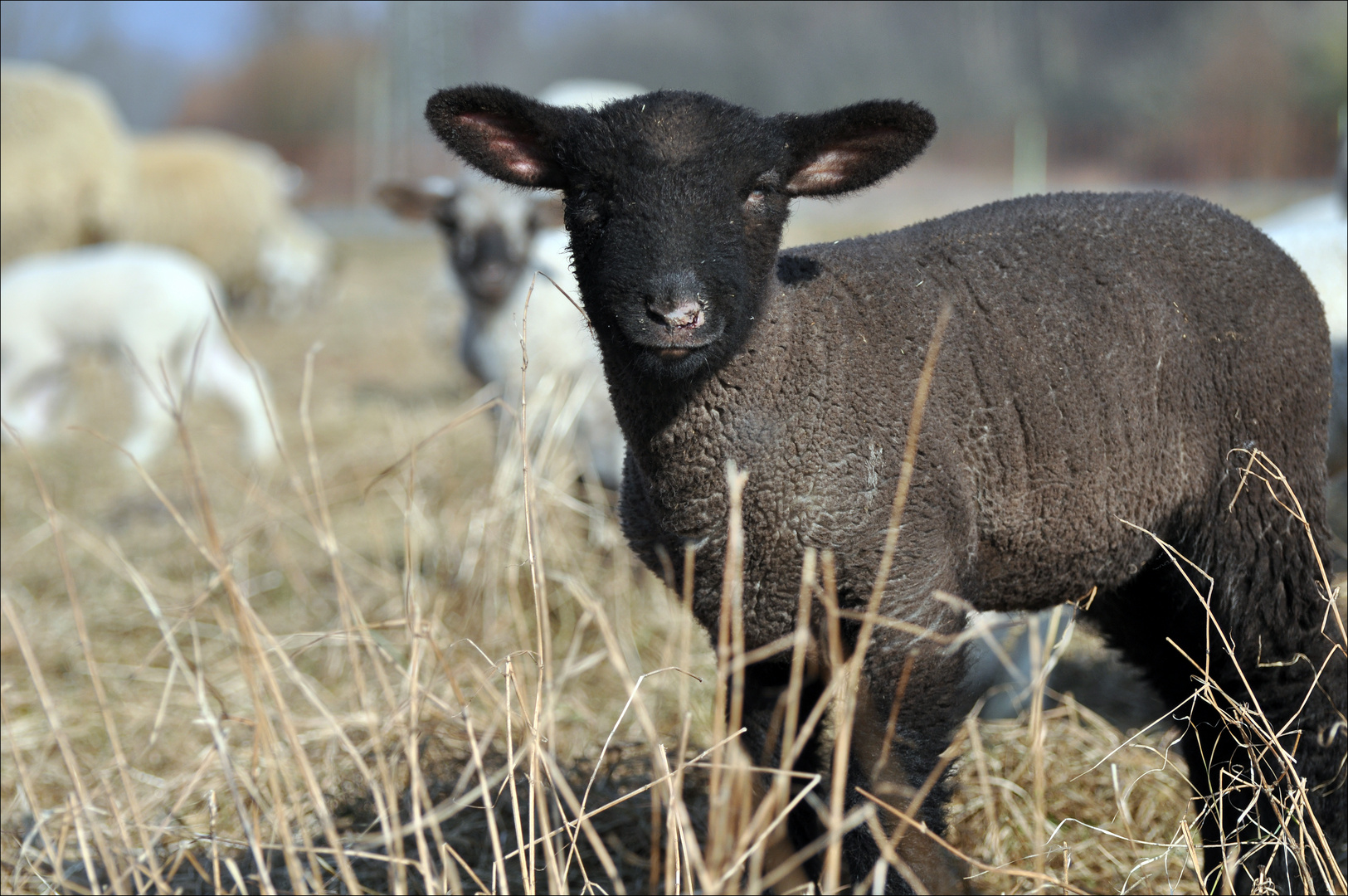 Das schwarze Schaf