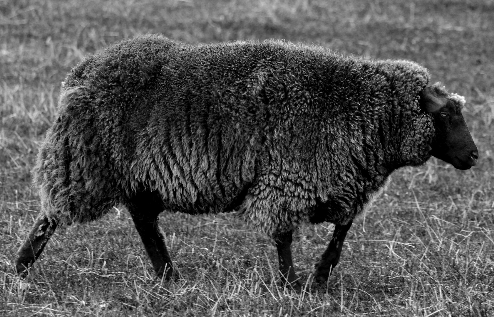 Das schwarze Schaf auf der Insel.