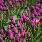 Das „schwarze Schaf“ der Tulpenfamilie?