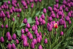 Das „schwarze Schaf“ der Tulpenfamilie?