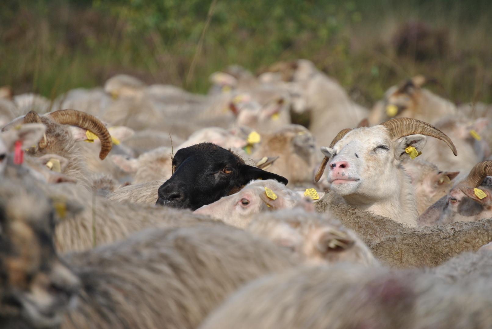 Das schwarze Schaf