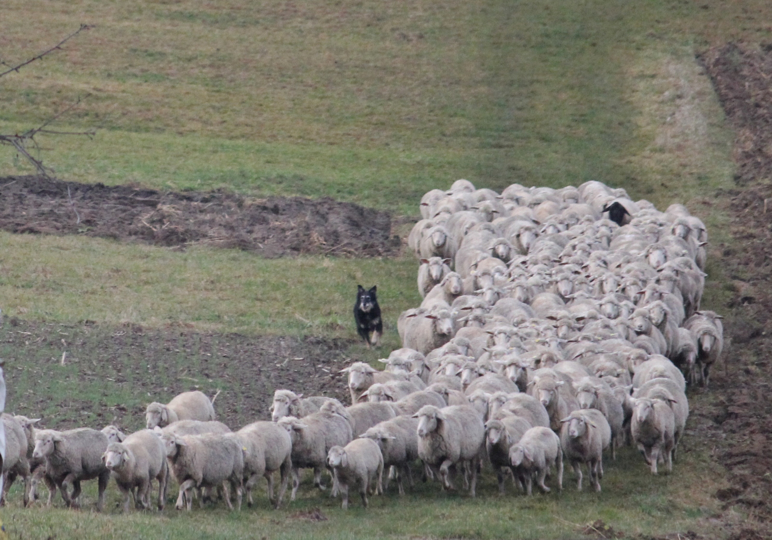 das schwarze Schaf