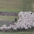 das schwarze Schaf