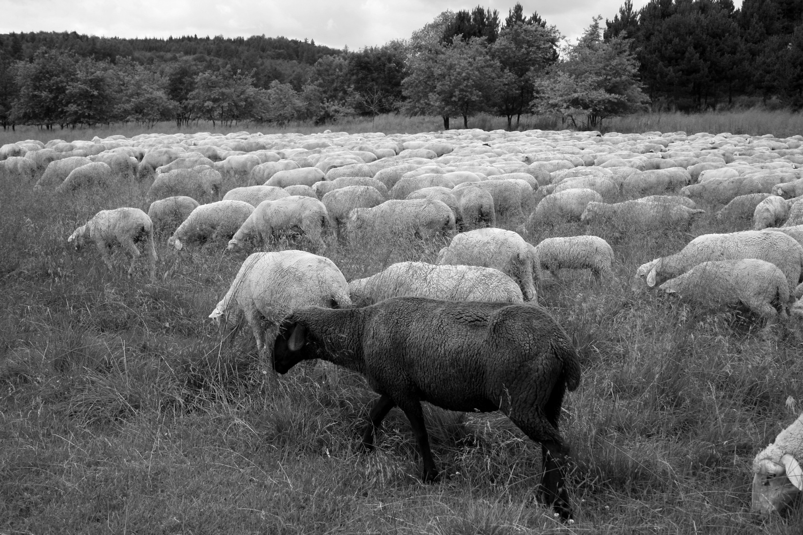 Das schwarze Schaf