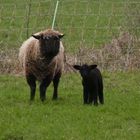 Das schwarze Schaf in den Ahsewiesen