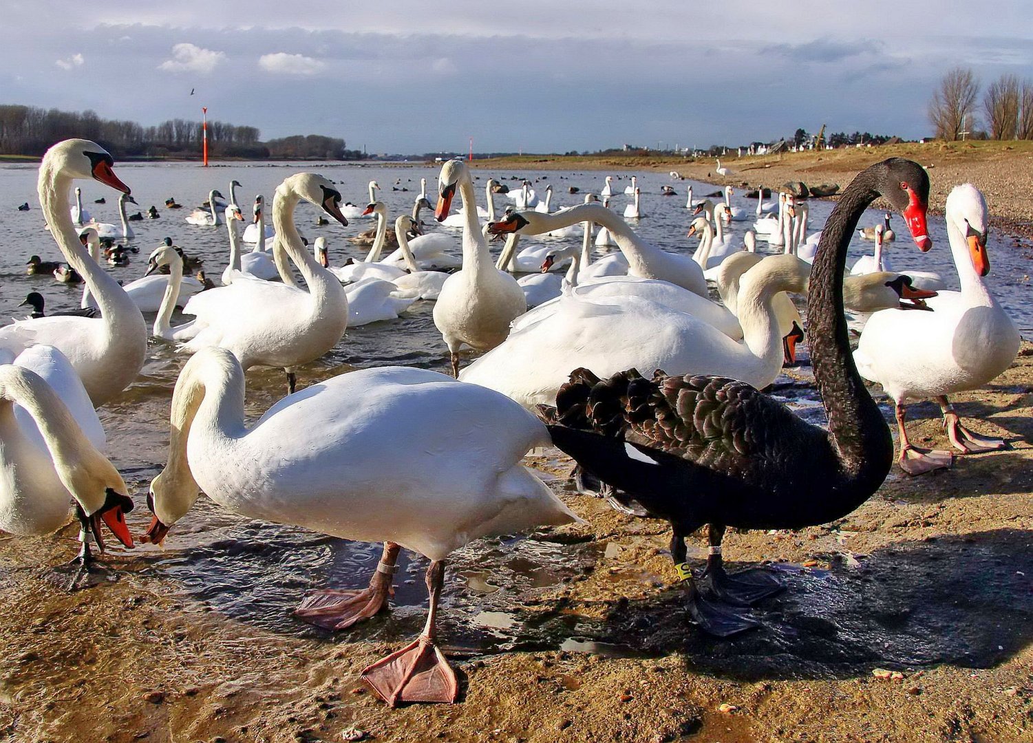 Das schwarze Schaf ist ein Schwan