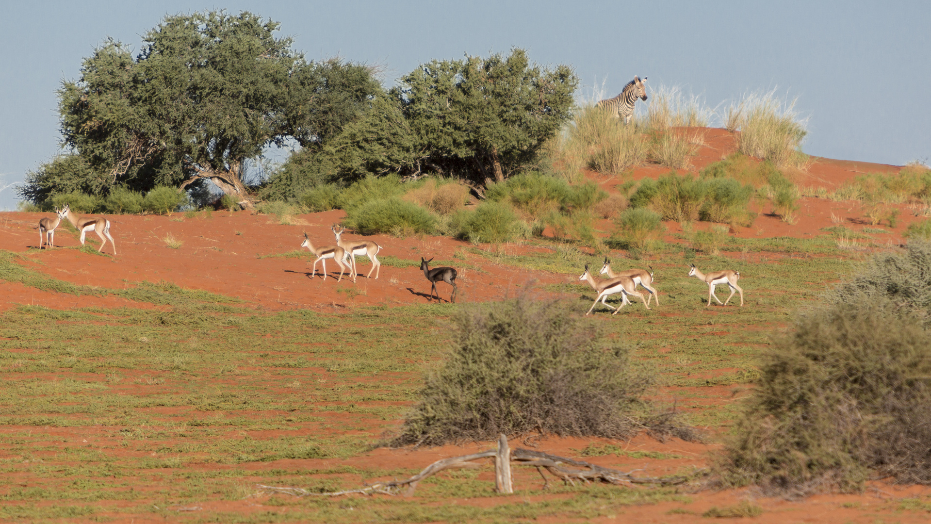 das schwarze "Schaf" oder ein Zebra schaut zu