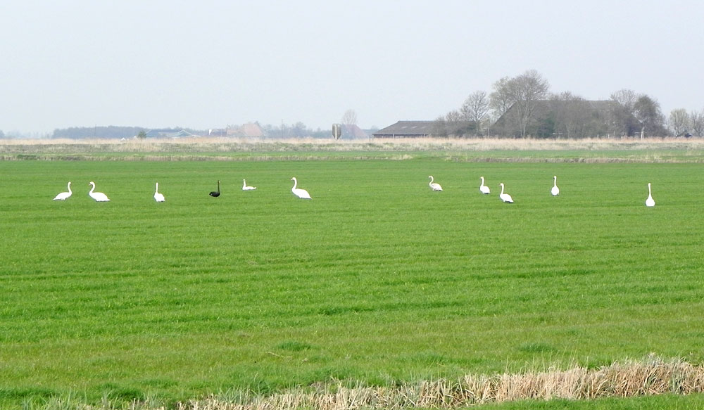 Das schwarze Schaf (sorry Schwan) unter den vielen Weißen