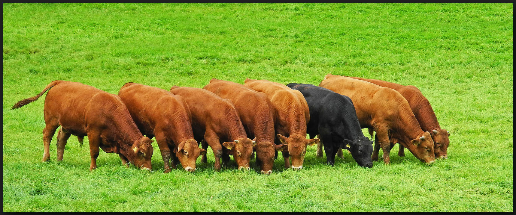 Das "schwarze Schaf" unter den Jungbullen