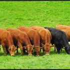 Das "schwarze Schaf" unter den Jungbullen