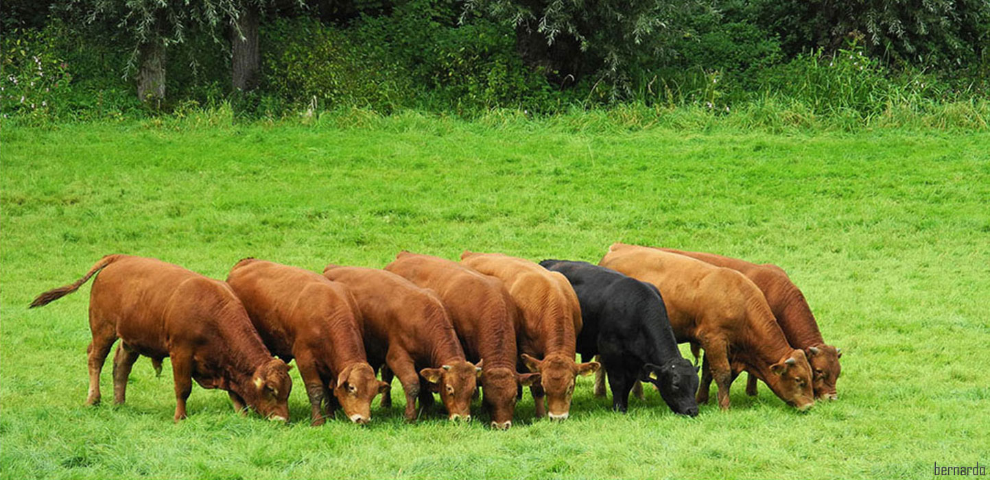 Das "schwarze Schaf" unter Jungbullen