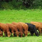 Das "schwarze Schaf" unter Jungbullen