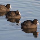 Das Schwarze Trio  -eins von vier tierischen Trios