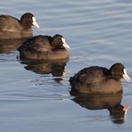 Das Schwarze Trio  -eins von vier tierischen Trios