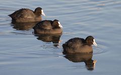 Das Schwarze Trio  -eins von vier tierischen Trios