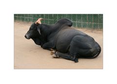 das schwarze Zebu