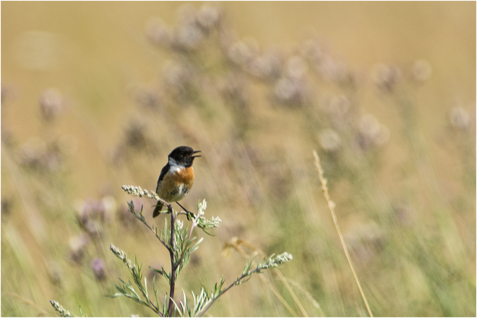 Das Schwarzkehlchen (Saxicola rubicola) (1) ist für mich . . .   