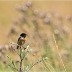 Das Schwarzkehlchen (Saxicola rubicola) (1) ist für mich . . .   