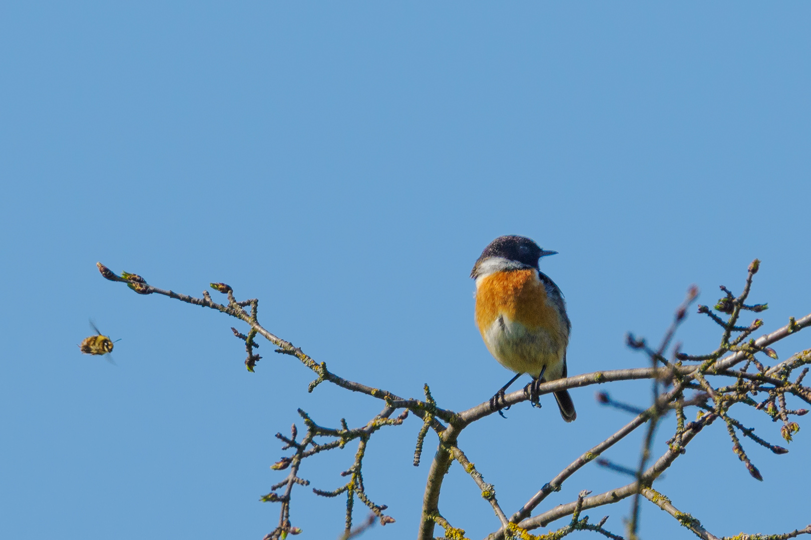 Das Schwarzkehlchen (Saxicola rubicola)