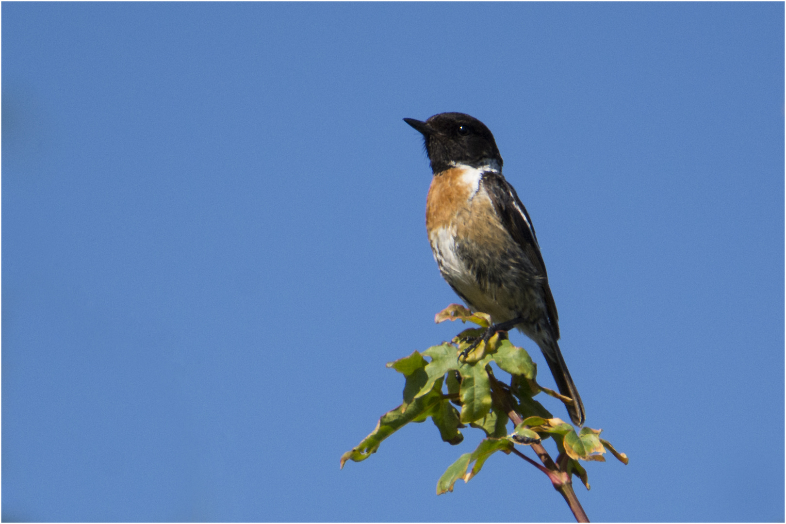 Das Schwarzkehlchen (Saxicola rubicola) . . .